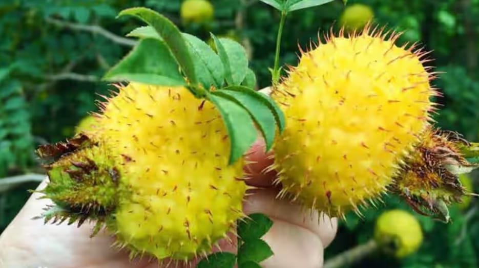 Rosa Roxburghii Tratt Cassia Seed Powder: Nature’s Gut Health Champion